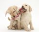 Labrador Retriever Puppies for sale in Alabaster, AL, USA. price: NA
