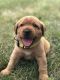 Labrador Retriever Puppies for sale in Urbana, OH 43078, USA. price: NA
