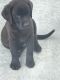 Labrador Retriever Puppies for sale in Oxnard, CA, USA. price: $850