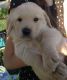 Labrador Retriever Puppies for sale in Apple Valley, CA 92308, USA. price: $1,000
