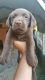 Labrador Retriever Puppies for sale in Antioch, TN 37013, USA. price: NA