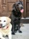Labrador Retriever Puppies for sale in Medina, OH 44256, USA. price: $1,000