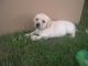 Labrador Retriever Puppies for sale in Orrville, OH 44667, USA. price: $600