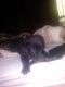 Labrador Retriever Puppies for sale in North Charleston, SC, USA. price: NA