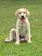 Labrador Retriever Puppies for sale in Pembroke, NC 28372, USA. price: NA