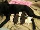 Labrador Retriever Puppies for sale in Myrtle Beach, SC, USA. price: $1,500