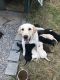 Labrador Retriever Puppies for sale in Bozeman, MT, USA. price: NA
