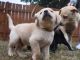 Labrador Retriever Puppies for sale in SC-9, Chester, SC, USA. price: NA