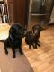 Labrador Retriever Puppies for sale in Louisville, KY 40229, USA. price: $550