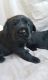 Labrador Retriever Puppies for sale in Mineral, VA 23117, USA. price: $1