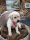 Labrador Retriever Puppies for sale in Mitchellville, IA 50169, USA. price: NA