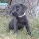 Labrador Retriever Puppies for sale in Gardnerville, NV, USA. price: NA