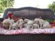 Labrador Retriever Puppies for sale in South Jordan, UT, USA. price: $1,000