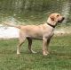 Labrador Retriever Puppies for sale in Seguin, TX 78155, USA. price: NA