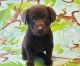 Labrador Retriever Puppies for sale in Murfreesboro, TN, USA. price: NA