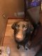 Labrador Retriever Puppies for sale in Castleton, IN 46256, USA. price: NA