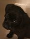 Labrador Retriever Puppies for sale in Leominster, MA 01453, USA. price: NA