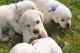 Labrador Retriever Puppies for sale in Ashburnham, MA, USA. price: $1,200