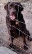 Labrador Retriever Puppies for sale in Chuckey, TN 37641, USA. price: NA