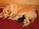 Labrador Retriever Puppies for sale in Polk City, FL 33868, USA. price: $950