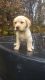 Labrador Retriever Puppies for sale in Becker, MN, USA. price: NA