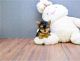 Labrador Retriever Puppies for sale in Polk City, FL 33868, USA. price: $550