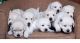 Labrador Retriever Puppies for sale in Perry, MI 48872, USA. price: NA