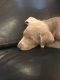 Labrador Retriever Puppies for sale in Castleton, IN 46256, USA. price: NA