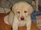 Labrador Retriever Puppies for sale in Central Florida, FL, USA. price: $950