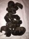 Labrador Retriever Puppies for sale in Lakeway, TX, USA. price: $1,000