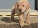Labrador Retriever Puppies for sale in Boston, MA 02109, USA. price: NA