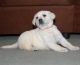 Labrador Retriever Puppies for sale in Los Angeles, Yates Township, MI 49642, USA. price: NA