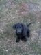 Labrador Retriever Puppies for sale in Smithfield, NC 27577, USA. price: $700