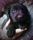 Labrador Retriever Puppies for sale in Winona, MN 55987, USA. price: $350
