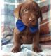 Labrador Retriever Puppies for sale in Springfield, MA 01119, USA. price: $600