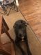 Labrador Retriever Puppies for sale in Saginaw, MI 48638, USA. price: NA