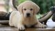 Labrador Retriever Puppies for sale in Worcester, MA 01608, USA. price: $500