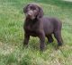 Labrador Retriever Puppies for sale in Menomonie, WI 54751, USA. price: NA