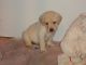Labrador Retriever Puppies for sale in Central Florida, FL, USA. price: $950