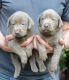 Labrador Retriever Puppies for sale in Sacramento, CA 95820, USA. price: $400
