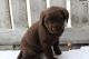 Labrador Retriever Puppies for sale in Houston, TX 77248, USA. price: NA