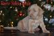 Labrador Retriever Puppies for sale in St Johns, MI 48879, USA. price: $800