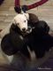 Labrador Retriever Puppies for sale in Pomona, CA, USA. price: NA