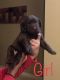 Labrador Retriever Puppies for sale in Port St. Lucie, FL, USA. price: NA