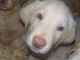 Labrador Retriever Puppies for sale in Midland, MI, USA. price: NA