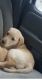 Labrador Retriever Puppies for sale in Birmingham, MI, USA. price: $500