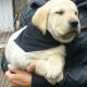 Labrador Retriever Puppies for sale in La Veta, CO 81055, USA. price: $700
