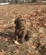 Labrador Retriever Puppies for sale in Fowlerville, MI 48836, USA. price: NA