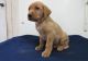 Labrador Retriever Puppies for sale in Poland, ME 04274, USA. price: $500