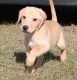 Labrador Retriever Puppies for sale in Savannah, GA, USA. price: NA